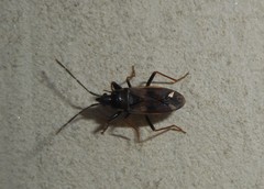 Hemiptera