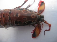 Odontodactylidae