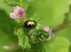 Chrysolina fastuosa