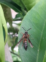 Aegerina