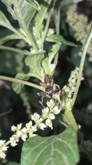 Lurio conspicuus