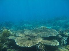Acropora