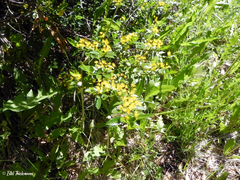Azara serrata