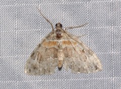 Dysstroma hersiliata