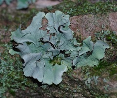 Parmotrema pseudoreticulatum