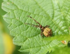 Coreus marginatus
