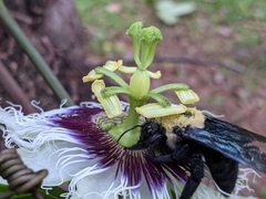 Xylocopa grisescens