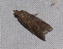 Ortholepis pasadamia