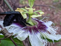 Xylocopa grisescens