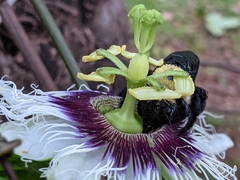 Xylocopa grisescens