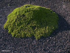 Baccharis magellanica