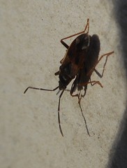 Hemiptera