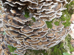 Basidiomycota