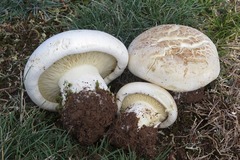 Leucopaxillus lepistoides
