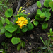 Berberis rotundifolia - Photo (c) Eitel Carlos Thielemann Pinto,  זכויות יוצרים חלקיות (CC BY-NC), הועלה על ידי Eitel Carlos Thielemann Pinto
