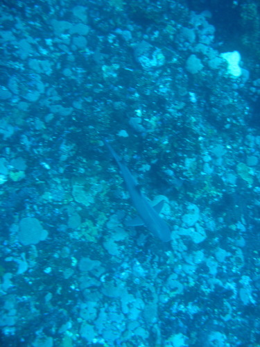 Whitetip Reef Shark (Triaenodon obesus)