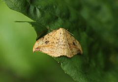 Drepana falcataria