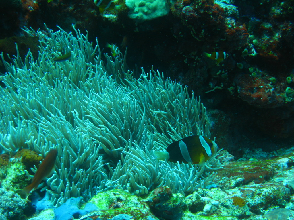 Clark's Anemonefish (Amphiprion clarkii) — recorded at Siaba Kecil
