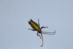 Trybliophorus
