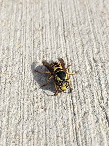 Prairie Yellowjacket photo 2