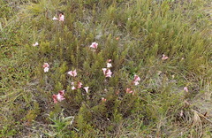 Graderia scabra