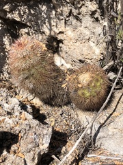 Echinocereus