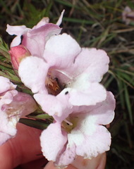 Graderia scabra