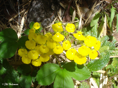 Calceolaria dentata