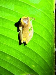 Dendropsophus sarayacuensis