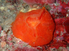 Aplidium elegans