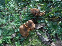 Basidiomycota