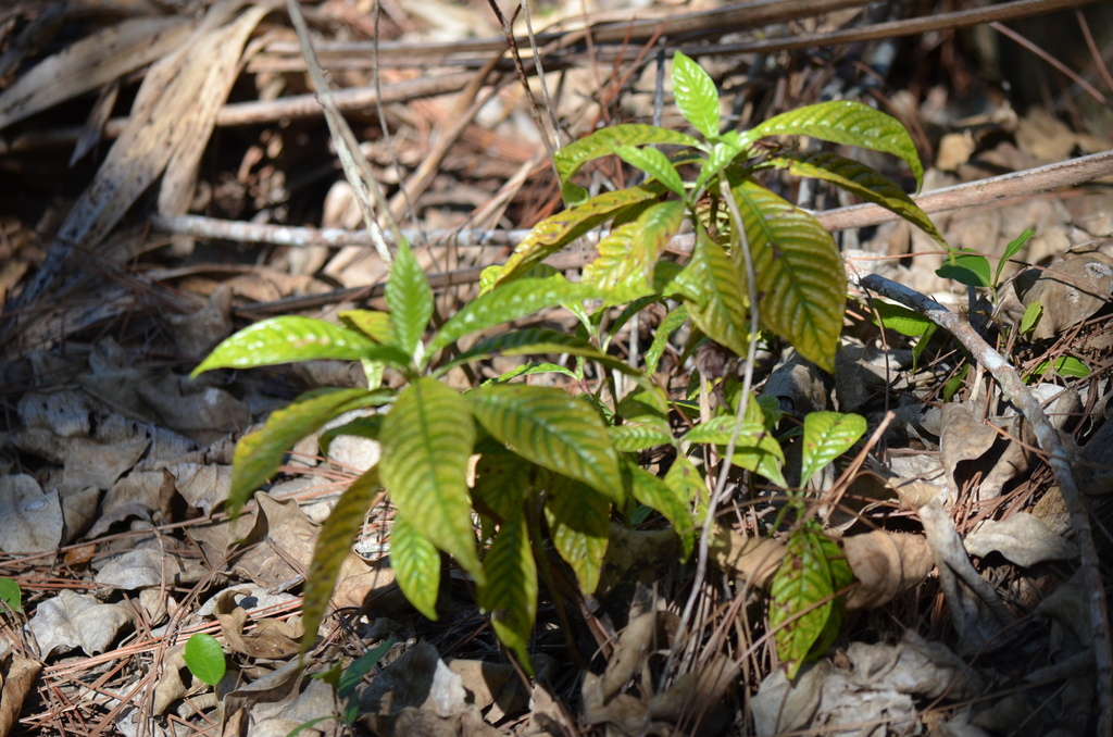 Psychotria nervosa, Parkland, FL, USA
