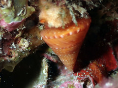 Calliostoma conulus