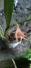 Bulbophyllum echinolabium