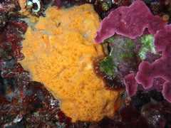 Clathria compressa