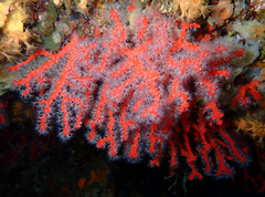 Corallium rubrum