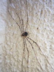 Leptobunus parvulus