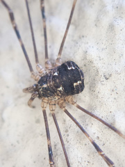 Leptobunus parvulus