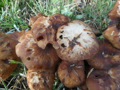 Basidiomycota