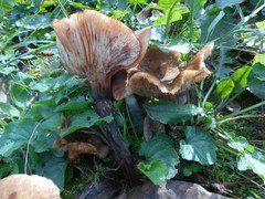 Basidiomycota