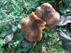 Basidiomycota