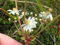 Knowltonia cordata