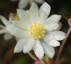 Knowltonia cordata