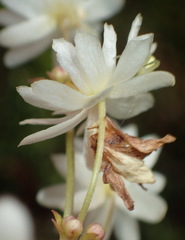 Knowltonia cordata