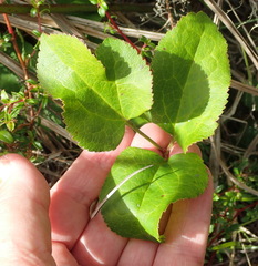 Knowltonia cordata