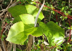 Knowltonia cordata