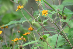 Smallanthus oaxacanus