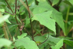 Smallanthus oaxacanus