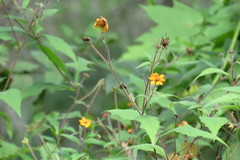 Smallanthus oaxacanus