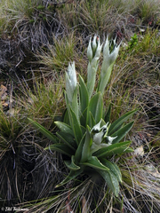 Chloraea magellanica